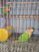 Lovebird running pair